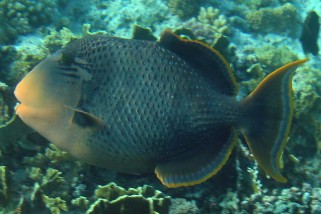 Pseudobalistes flavimarginatus - Gelbsaum-Drückerfisch